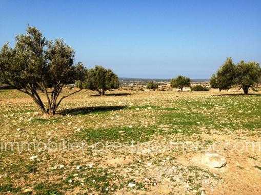 TERRAIN de 10Hectares titré, à seulement 14 Kms d'Essaouira